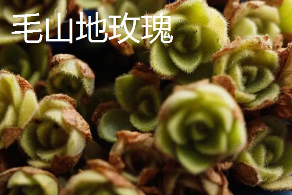 山地玫瑰有什么品种，大加纳利玫瑰、耶罗山地玫瑰等品种很常见