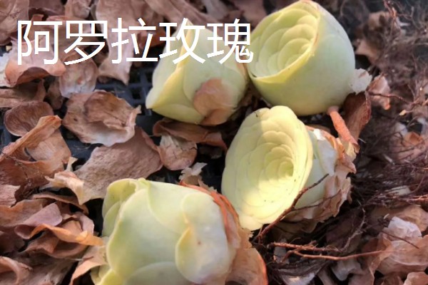 山地玫瑰有什么品种，大加纳利玫瑰、耶罗山地玫瑰等品种很常见