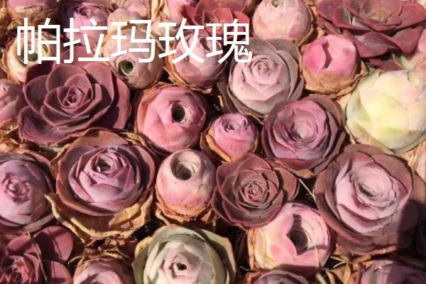 山地玫瑰有什么品种，大加纳利玫瑰、耶罗山地玫瑰等品种很常见