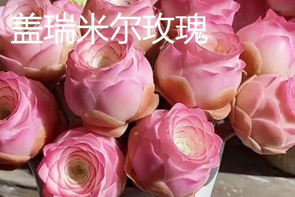 山地玫瑰有什么品种，大加纳利玫瑰、耶罗山地玫瑰等品种很常见