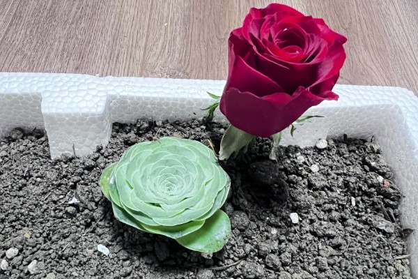 山地玫瑰有什么品种，大加纳利玫瑰、耶罗山地玫瑰等品种很常见