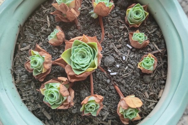 山地玫瑰有什么品种，大加纳利玫瑰、耶罗山地玫瑰等品种很常见