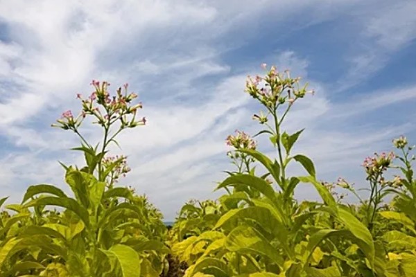 花烟草的简介，属于多年生草本植物