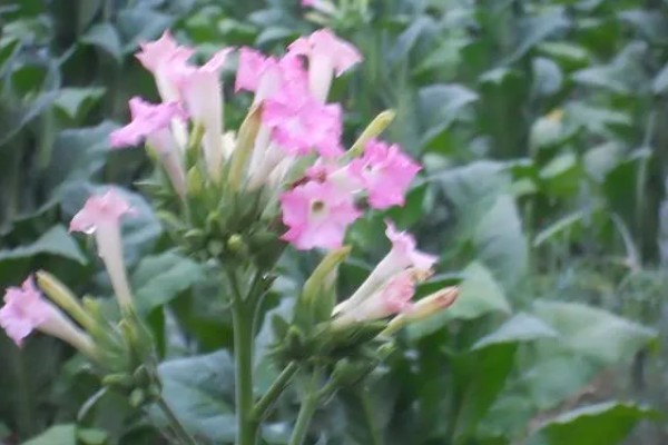 花烟草的简介，属于多年生草本植物