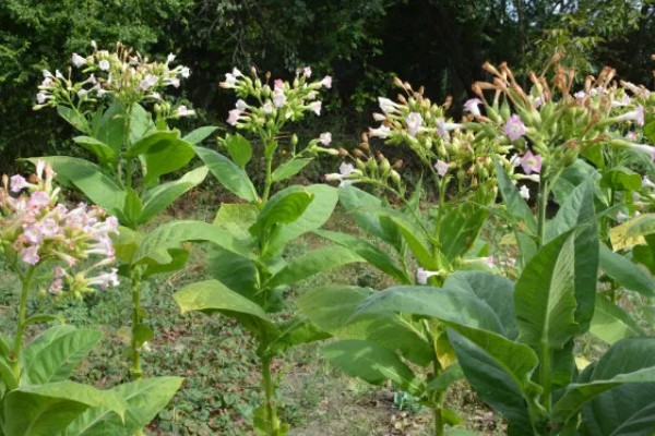 花烟草的简介，属于多年生草本植物