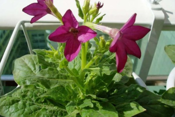 花烟草的简介，属于多年生草本植物