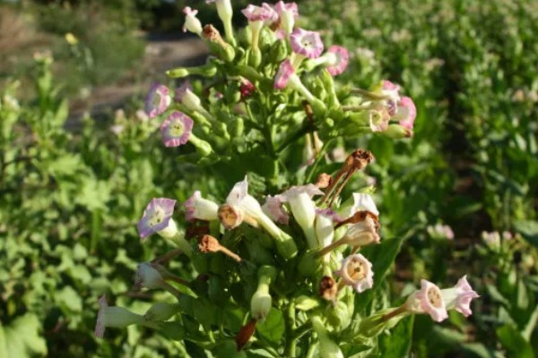 花烟草的简介，属于多年生草本植物