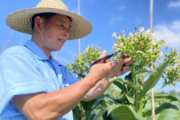 花烟草的简介，属于多年生草本植物