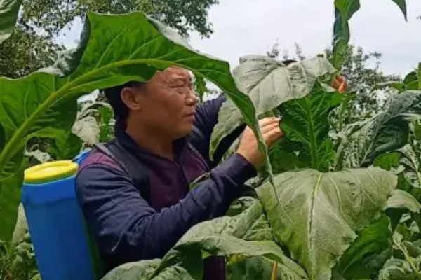 花烟草的简介，属于多年生草本植物