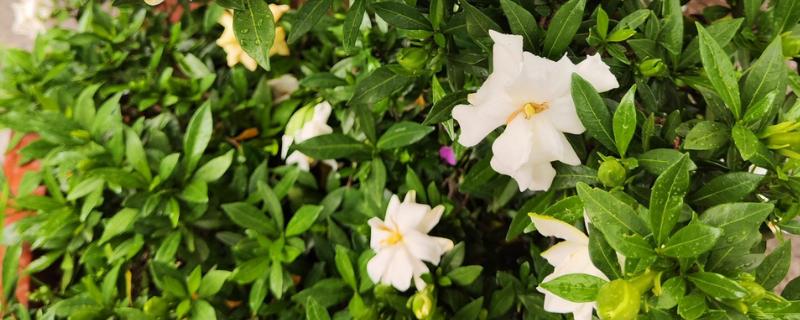 栀子花的花语，寓意喜悦、永恒的爱等