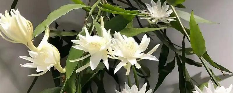 昙花被冻了如何处理，需要移置到室内培养