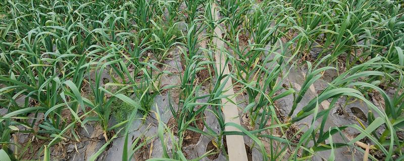 大蒜如何管理，返青期亩施25公斤三元复合肥