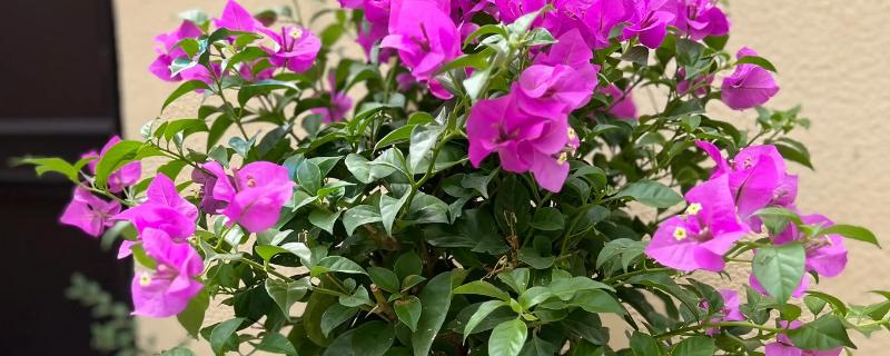 三角梅为什么只长叶子不开花，可能是缺乏光照