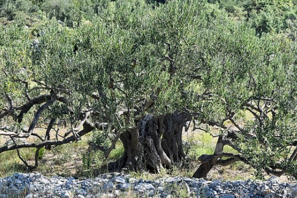 橄榄喜阴吗，属于喜阳作物