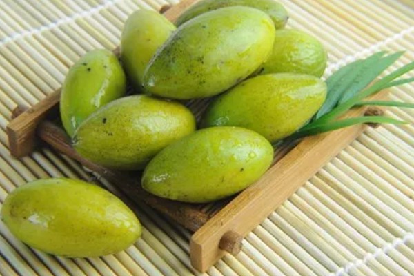 橄榄喜阴吗，属于喜阳作物