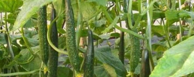黄瓜空心的原因，可能是营养不良引起的