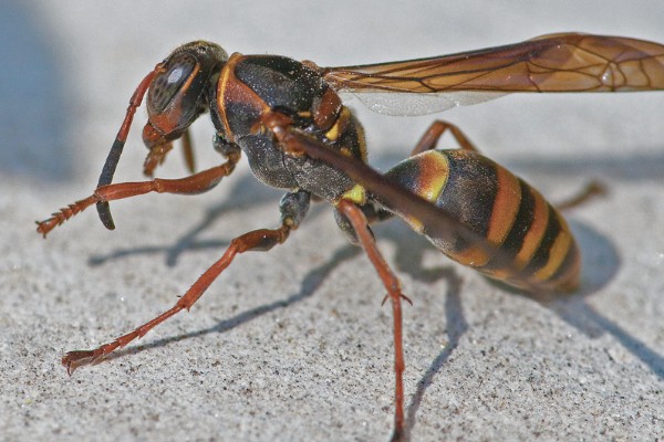 马蜂的毒性，可引发过敏反应