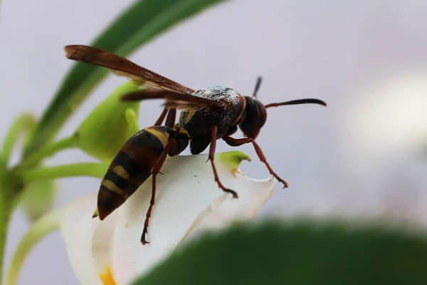 马蜂的毒性，可引发过敏反应