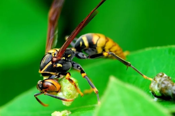 马蜂的毒性，可引发过敏反应