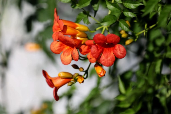 凌霄花的花语，寓意着对母亲的尊重