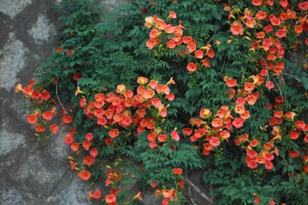 凌霄花的花语，寓意着对母亲的尊重