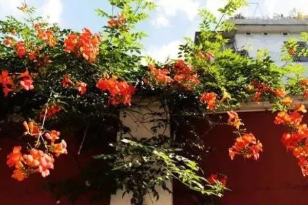 凌霄花的花语，寓意着对母亲的尊重