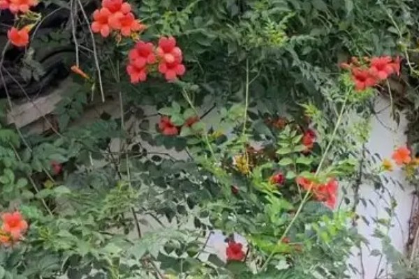 凌霄花的花语，寓意着对母亲的尊重