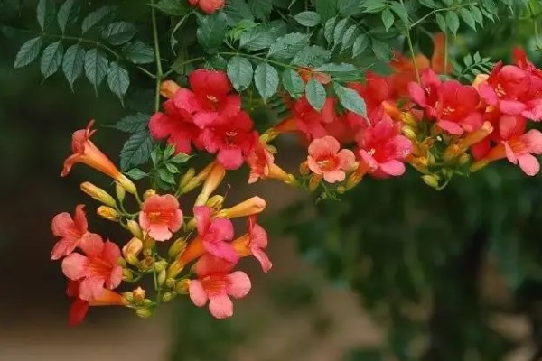 凌霄花的花语，寓意着对母亲的尊重