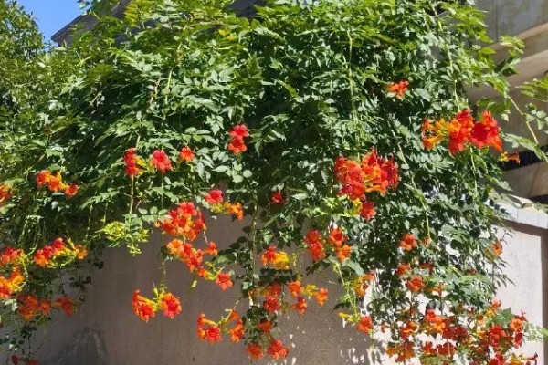 凌霄花的花语，寓意着对母亲的尊重