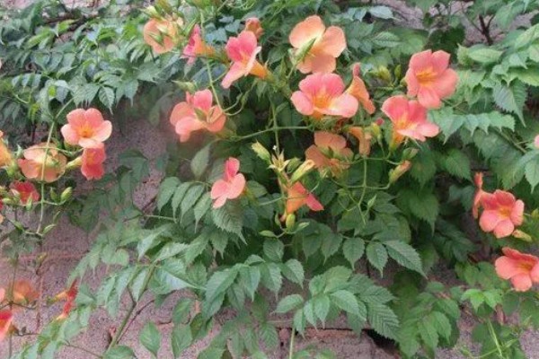 凌霄花的花语，寓意着对母亲的尊重