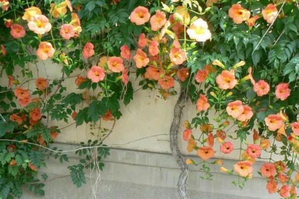 凌霄花的花语，寓意着对母亲的尊重