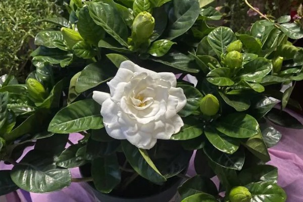 栀子花的花语,寓意喜悦、永恒的爱等