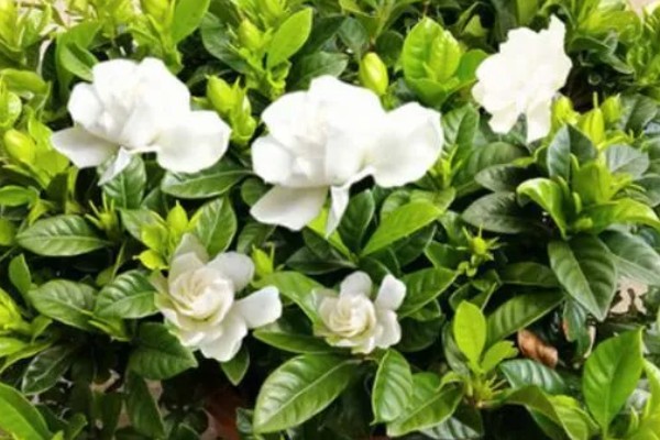 栀子花的花语,寓意喜悦、永恒的爱等