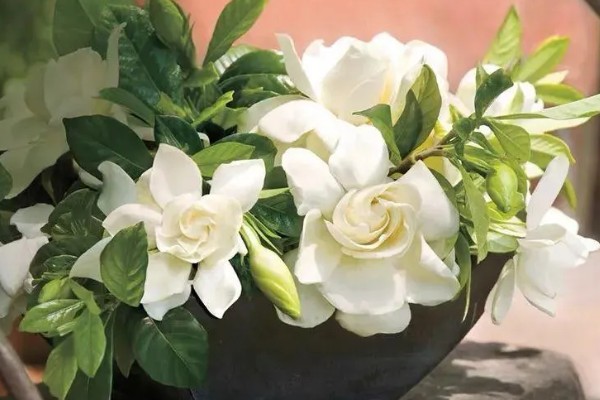 栀子花的花语,寓意喜悦、永恒的爱等