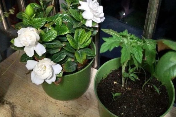 栀子花的花语,寓意喜悦、永恒的爱等