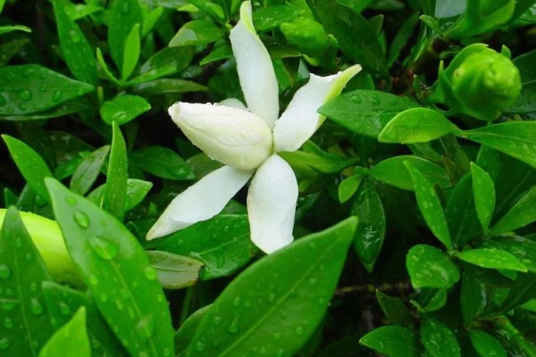 栀子花的花语,寓意喜悦、永恒的爱等