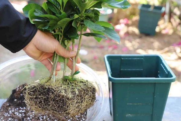 栀子花的花语,寓意喜悦、永恒的爱等