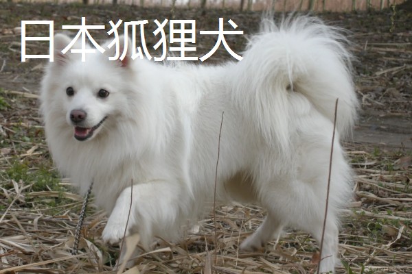 有哪些狐狸犬，以日本狐狸犬、意大利狐狸犬等品种为主