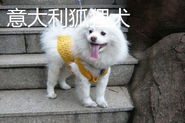 有哪些狐狸犬，以日本狐狸犬、意大利狐狸犬等品种为主