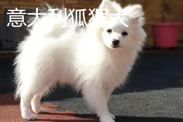 有哪些狐狸犬，以日本狐狸犬、意大利狐狸犬等品种为主