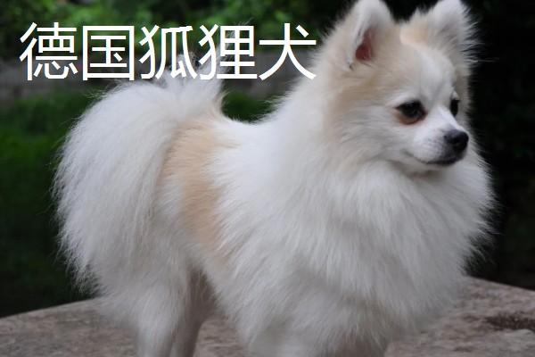 有哪些狐狸犬，以日本狐狸犬、意大利狐狸犬等品种为主