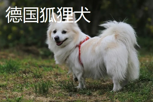 有哪些狐狸犬，以日本狐狸犬、意大利狐狸犬等品种为主