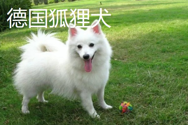 有哪些狐狸犬，以日本狐狸犬、意大利狐狸犬等品种为主