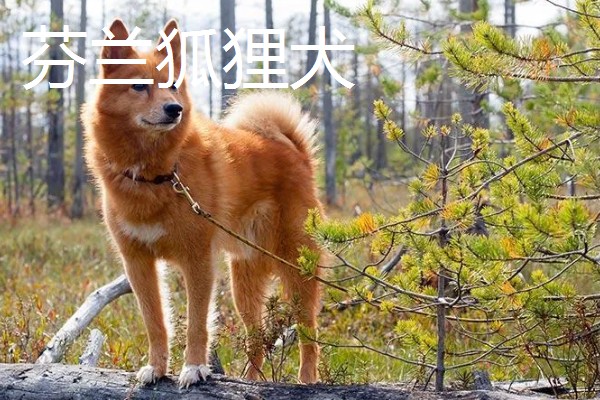 有哪些狐狸犬，以日本狐狸犬、意大利狐狸犬等品种为主