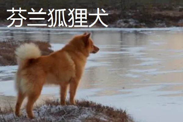 有哪些狐狸犬，以日本狐狸犬、意大利狐狸犬等品种为主