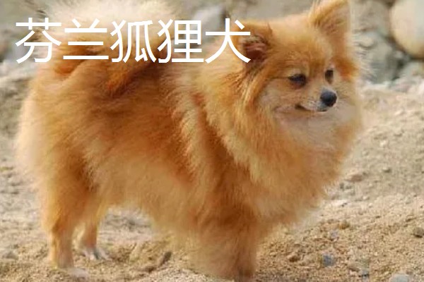 有哪些狐狸犬，以日本狐狸犬、意大利狐狸犬等品种为主