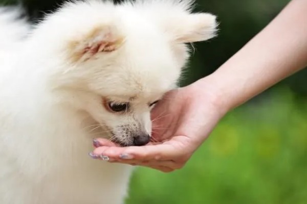 有哪些狐狸犬，以日本狐狸犬、意大利狐狸犬等品种为主