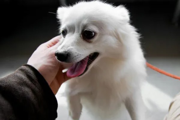 有哪些狐狸犬，以日本狐狸犬、意大利狐狸犬等品种为主