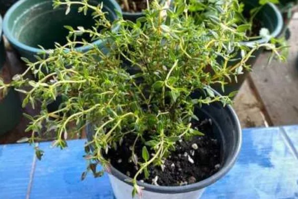 百里香的修剪方法，主要是对幼芽进行摘心处理