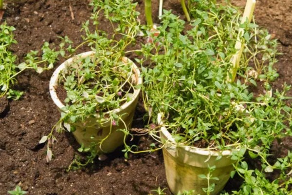 百里香的修剪方法，主要是对幼芽进行摘心处理